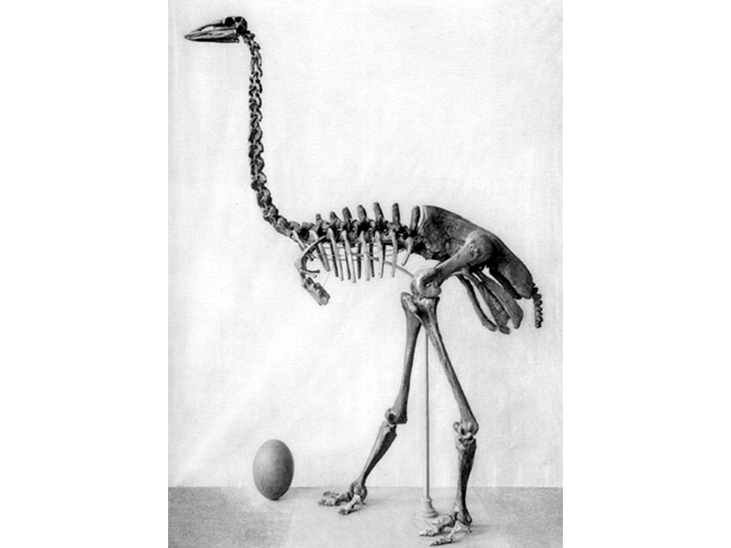 A drawing of an elephant bird's skeleton in black and white. It looks similarly to an ostrich's skeleton. It has an egg positioned at its feet. 