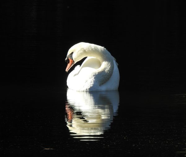 Mute Swan in morning Sunshine. thumbnail