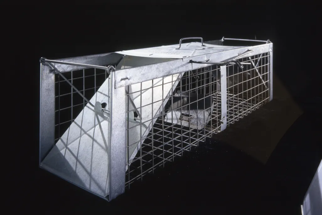 Pigeon Trap