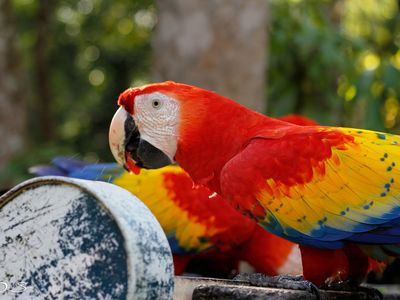 Honduran scarlet macaws.