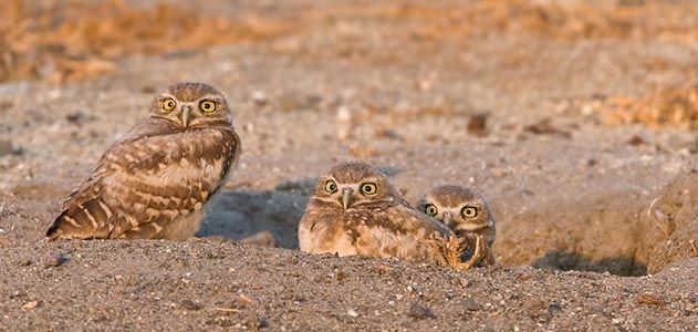 Male and two owl chicks at nest