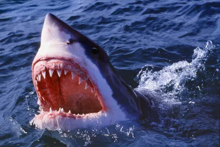 A great white shark (Carcharodon carcharias) in South Africa shows its jaws. 