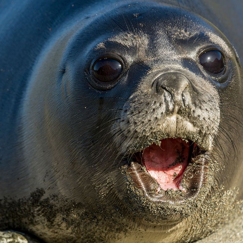 Why Did Seals and Sea Lions Never Commit to a Life Fully at Sea 