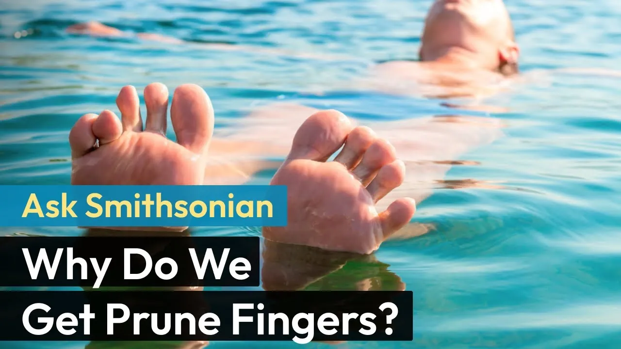 Preview thumbnail for Ask Smithsonian: Why Do We Get Prune Fingers?