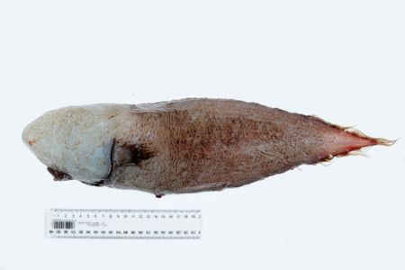 Typhlonus nasus, the Faceless Cusk 