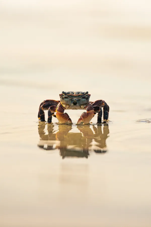The Mirrored Crab thumbnail
