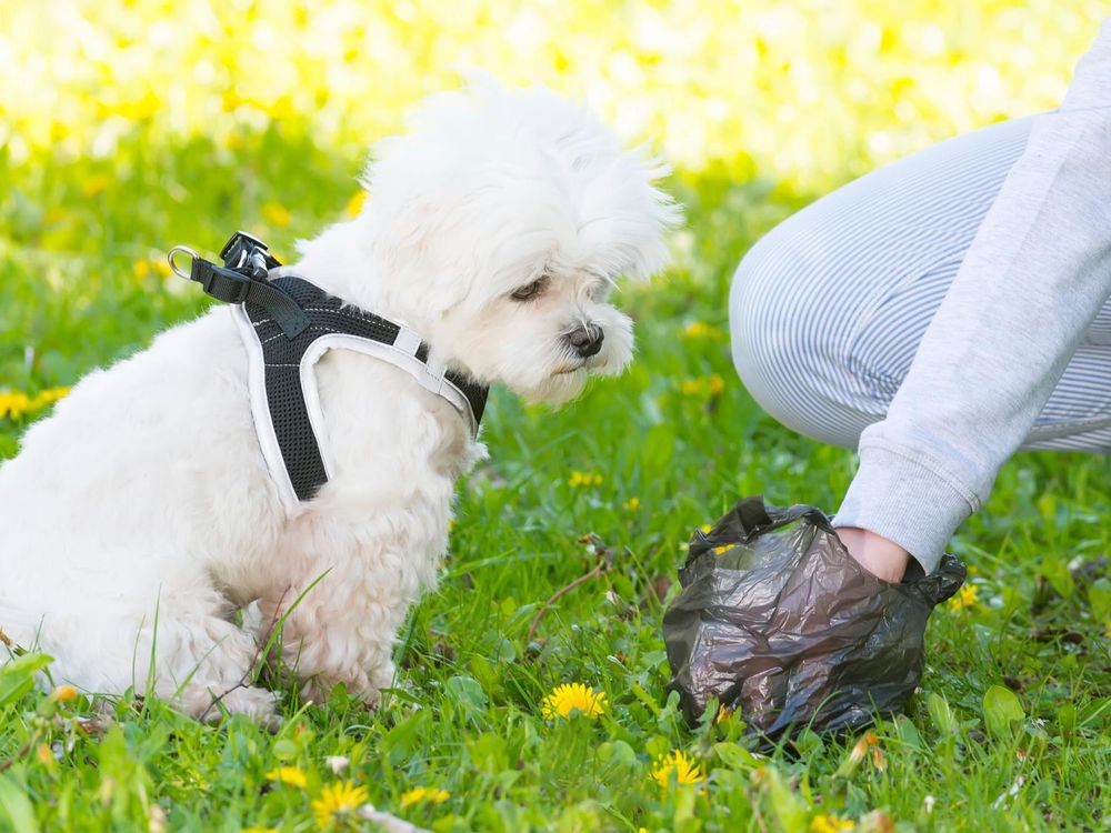 what turns dog poop white