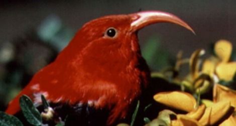 ʻIʻiwi