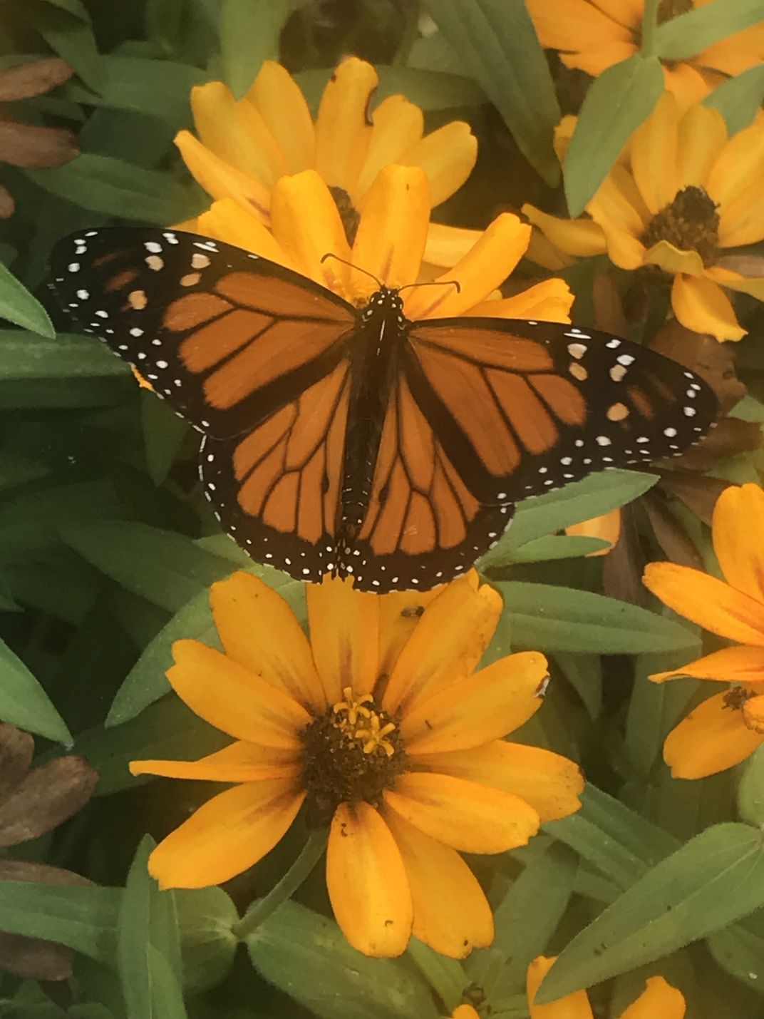 Butterfly kisses Smithsonian Photo Contest Smithsonian Magazine