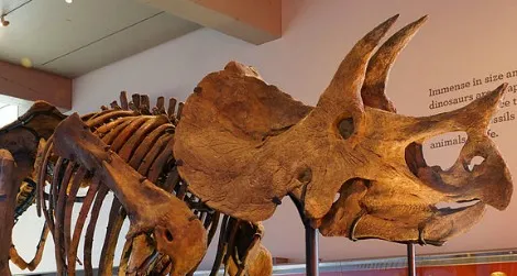 A Triceratops at the Natural History Museum of Los Angeles.