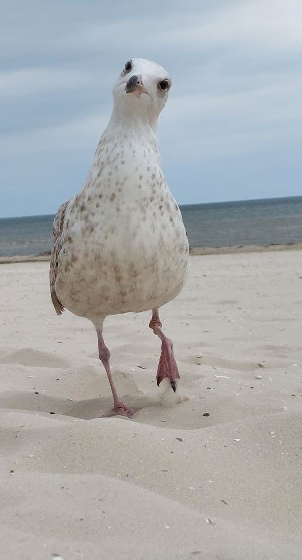 Walking Seagull thumbnail