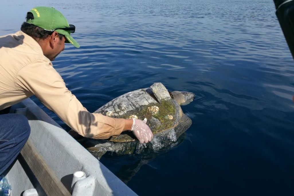 Dead Turtle