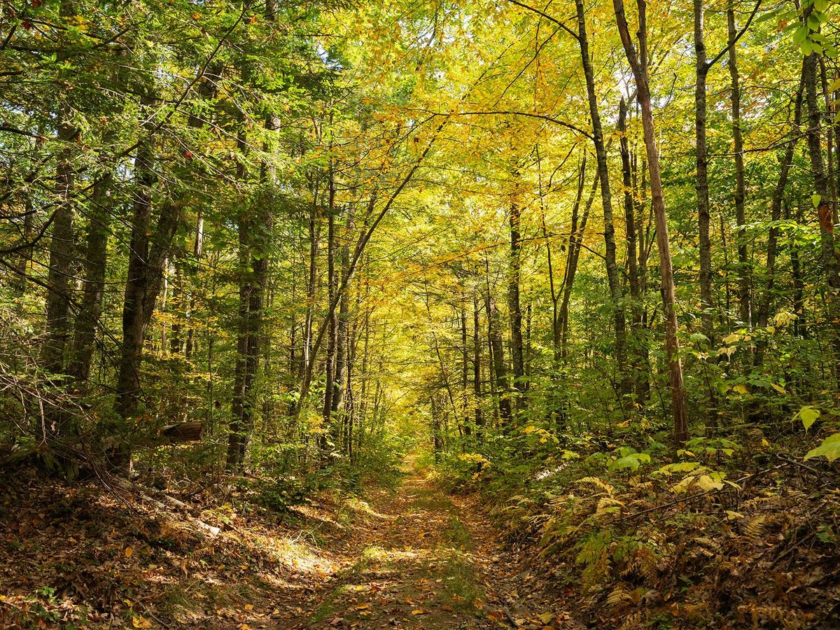 Lo que revelan 30 años de estudio de los bosques de Nueva Inglaterra sobre los colores de las hojas cambiantes