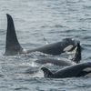 Video Footage Captures Orcas Killing Great White Sharks icon