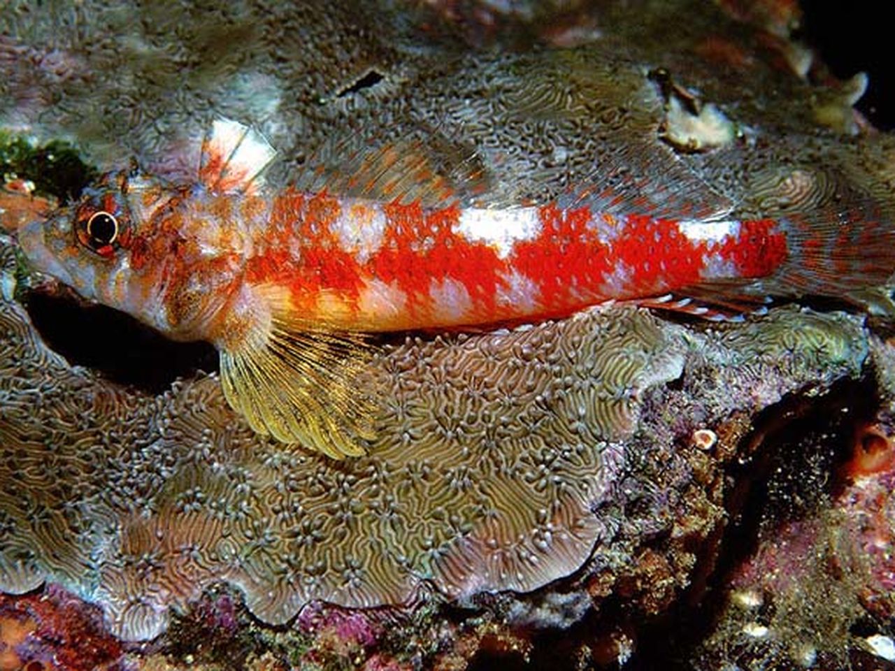 Gubbles Fish