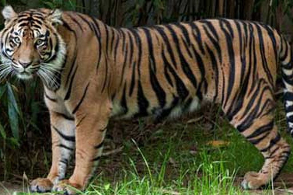 Damai, the Zoo's newest tiger