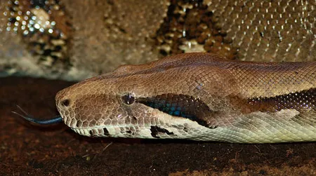 How do boa constrictors know when to stop constricting?