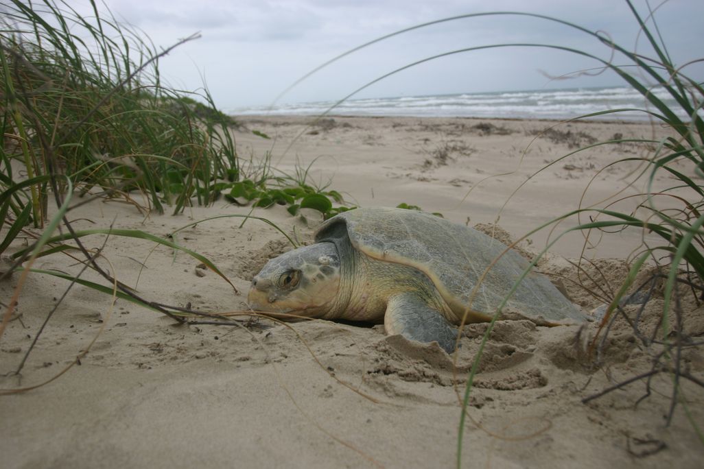 A sea turtle lies nesting on a beach, surrounded by grasses and sand