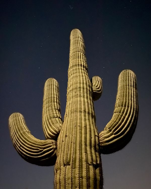 A saguaro at night in Saguaro National Park. thumbnail