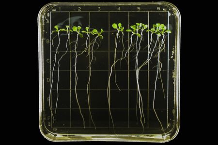 Early shoots of thale cress sprout in their case of transparent gel on the space station. This is the same type of plant examined in this latest study for its "brain."