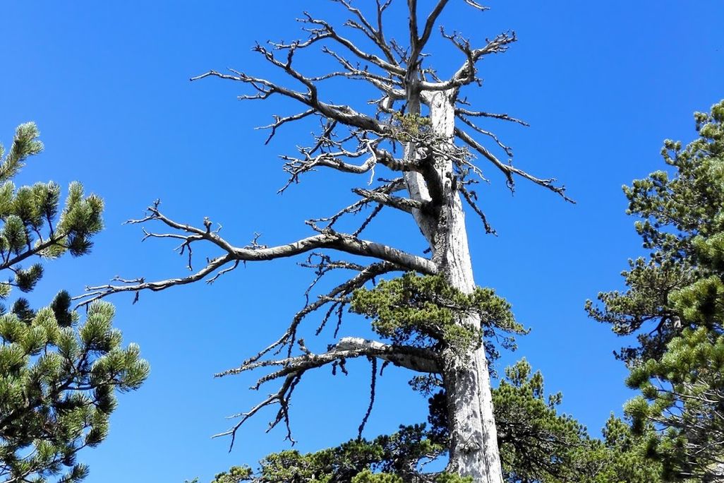oldest tree