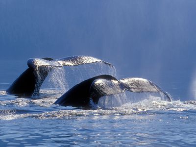 Humpback whales sounding in Windham Bay, Alaska.