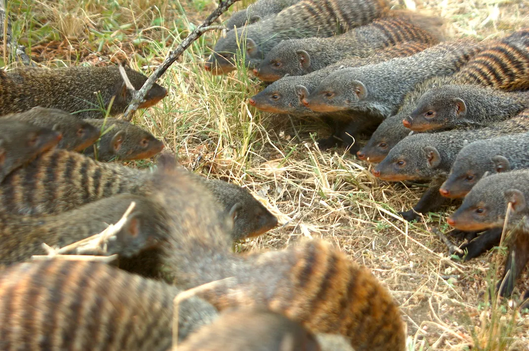 Banded mongooses lined up for battle.