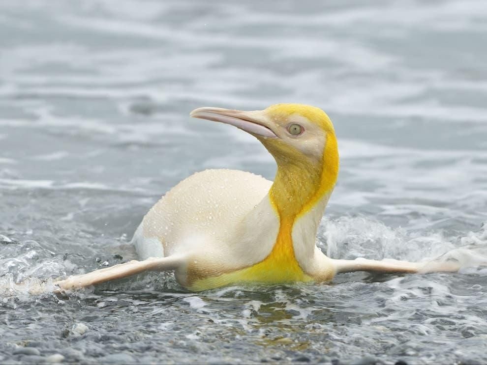 A king penguin with yellow plumage is seen swiming towards the camera 