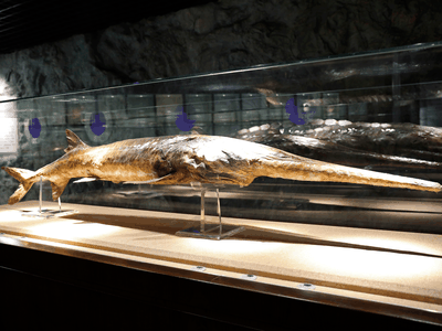 A Chinese paddlefish specimen made in 1990 is seen on display at the Museum of Hydrobiological Science of the Chinese Academy of Sciences in Wuhan, China. The Chinese paddlefish's sharp, protruding snout made it one of the largest freshwater species in the world.