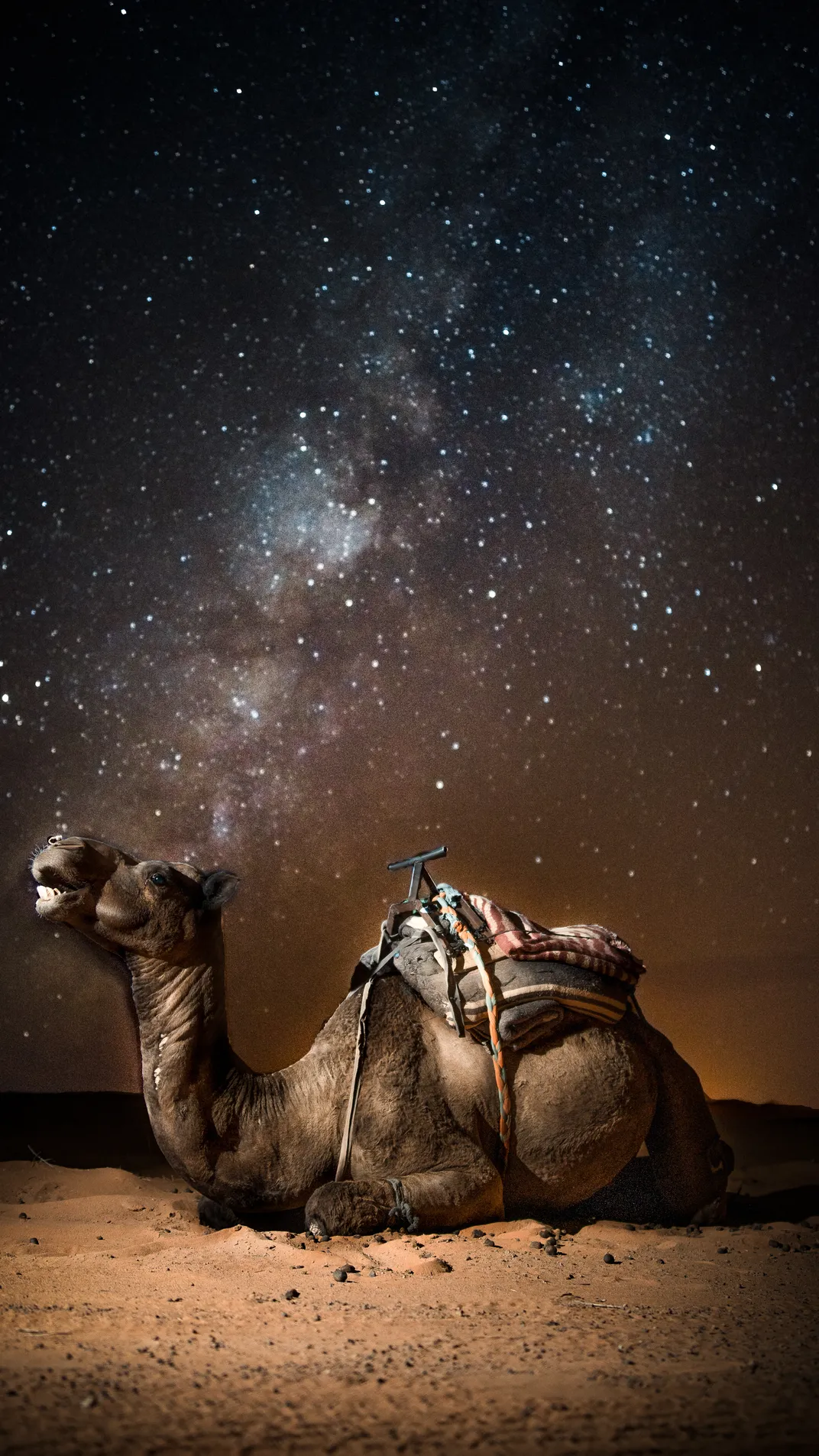Night time Camel