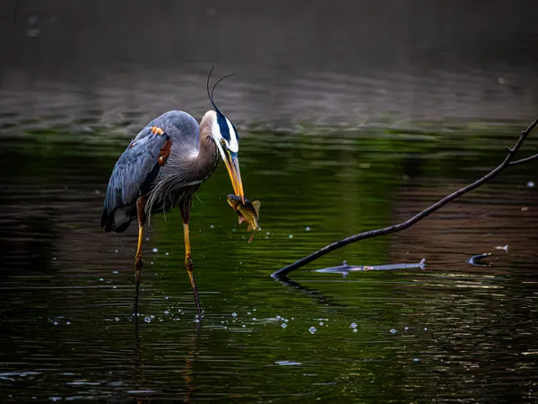 Heron's Breakfast thumbnail