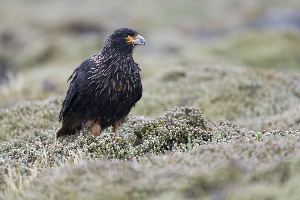 Black bird with orange at base of gray, sharp beak in some grass