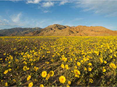 Desert Gold wildflowers carpet Death Valley during the 2016 "super bloom."