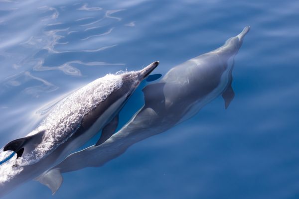 A dolphin pair swimming together thumbnail