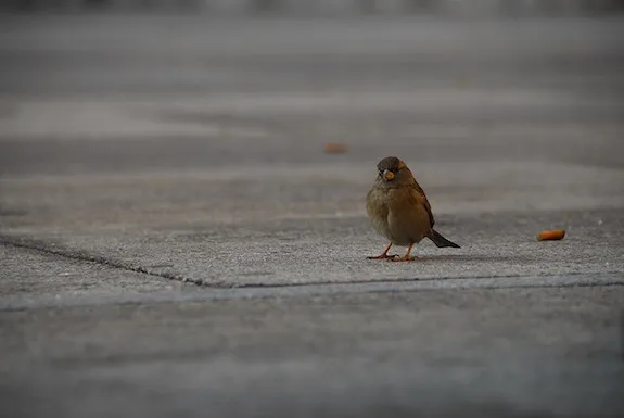 20121205092017bird.jpg