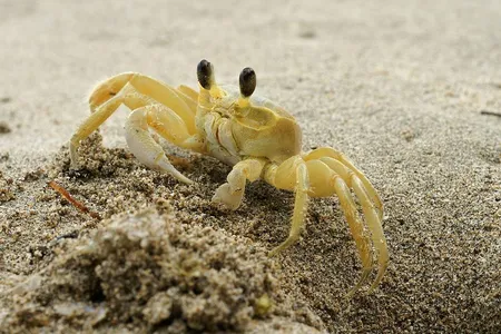 The Atlantic ghost crab uses teeth in its stomach to produce guttural growls when danger nears.