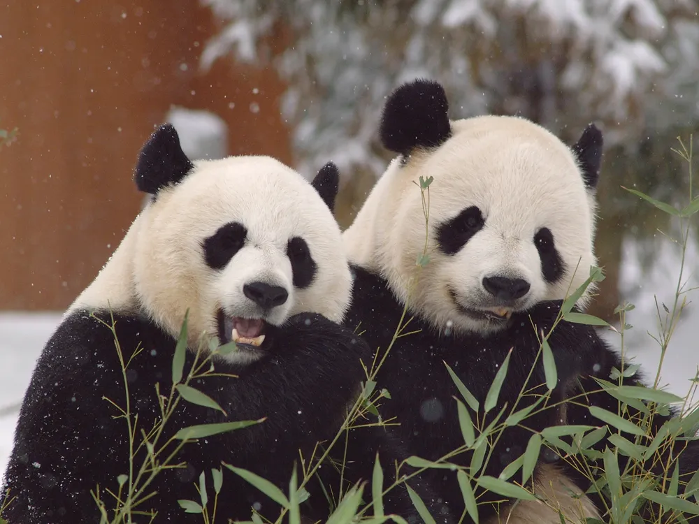 Two pandas leaning against each other near some green grass