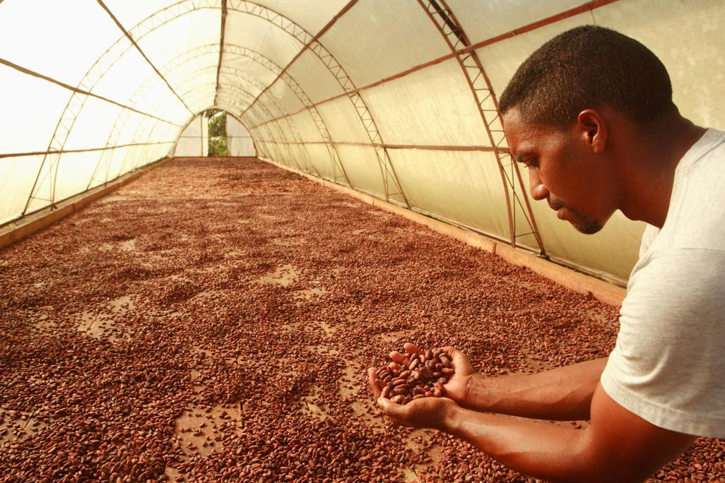 Cacao