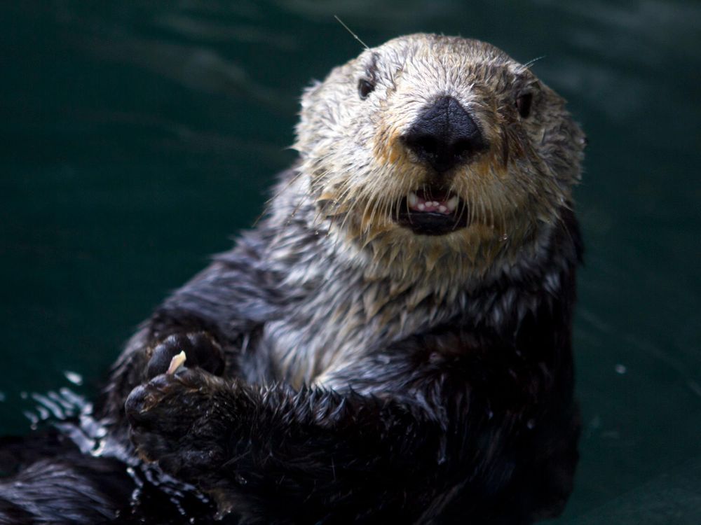 With This Metabolic Trick, Sea Otters Stay Warm Without Shivering | Smart  News| Smithsonian Magazine
