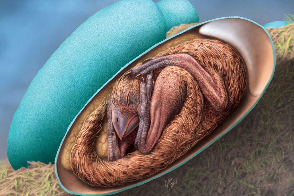 Dinosaur Embryo In Egg