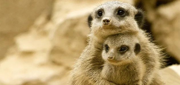 “Please don’t hurt my baby!” this mother meerkat may say to her murderous female superiors.