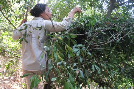 Swabbing a chimp's nest.