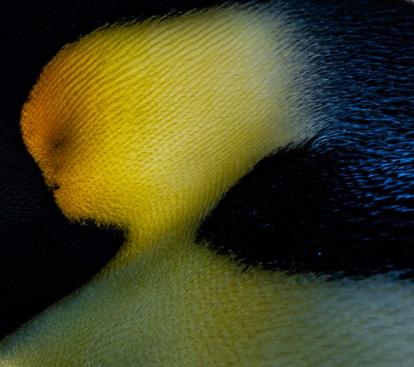 A Beautiful Lady Formed by Emperor Penguin's Feathers thumbnail