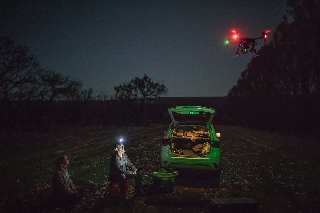 California wildlife rescuer Douglas Thron and environ- mentalist Freya Harvey launch a drone outfitted with an infrared camera to spot stranded koalas.