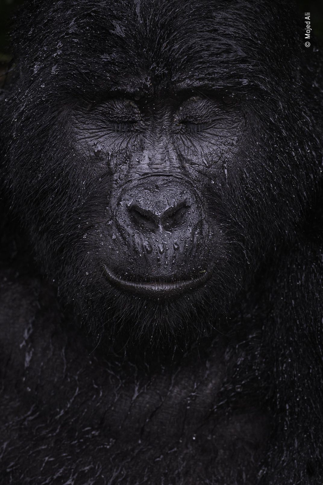 portrait of the face of a male gorilla, with closed eyes