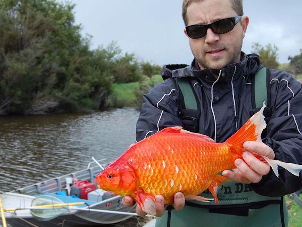 Really Big Goldfish