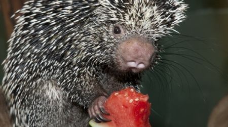 Come see animals like this porcupine at mealtime.