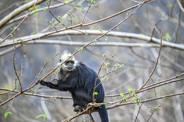 Forest Watcher thumbnail