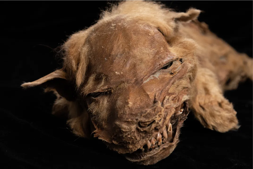 head of mummified wolf pup