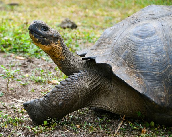 Giant Tortoise in the Galapagos thumbnail